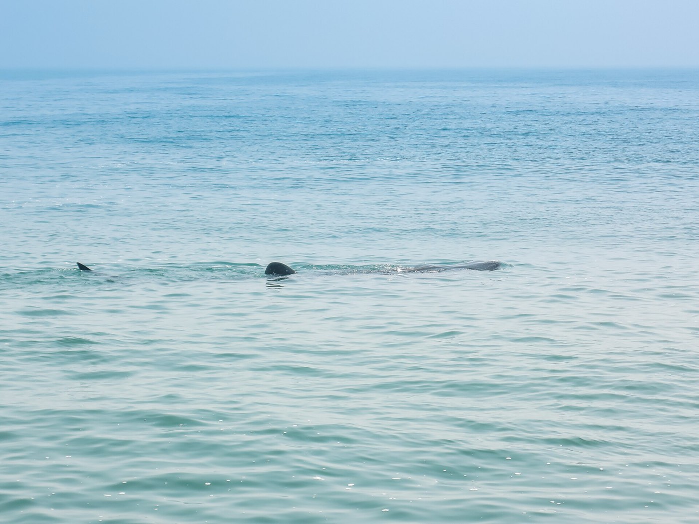 Whale sharks
